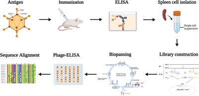 A humanized anti-human adenovirus 55 monoclonal antibody with good neutralization ability